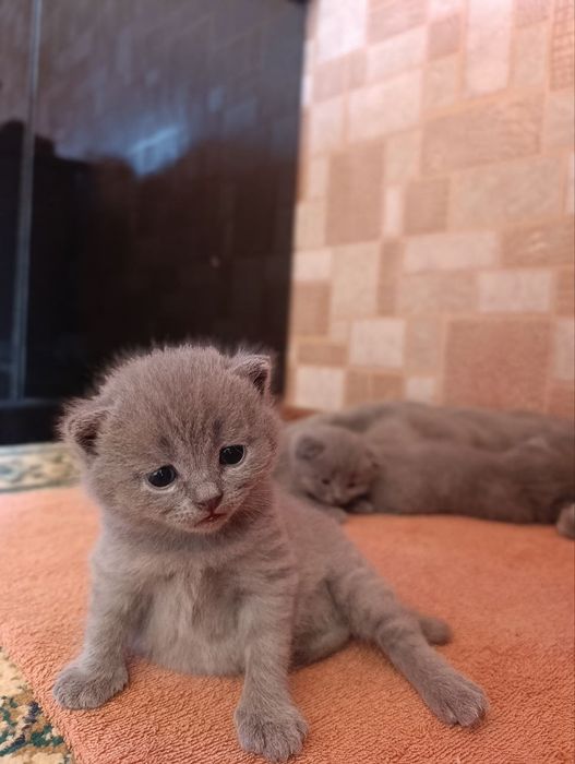 Порода:Британская короткошерстная