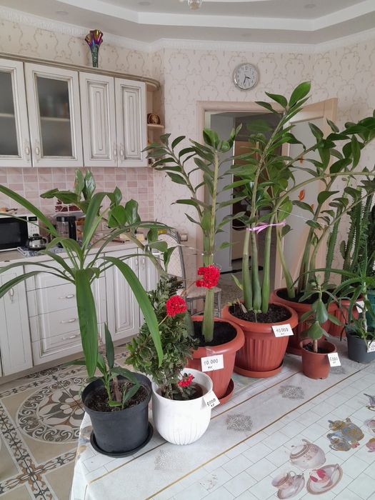 Комнатные цветы  разное