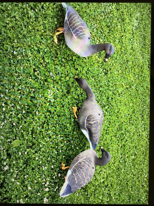 Чучела гусей, обьемные.