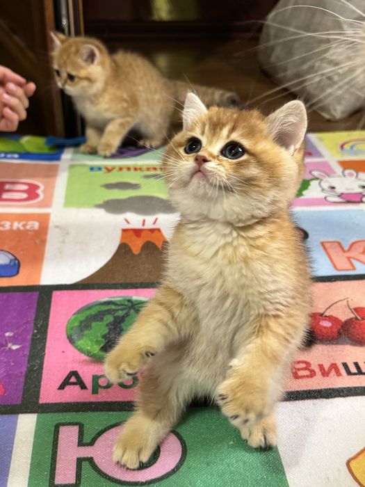 Британские котята, мальчик и девочка