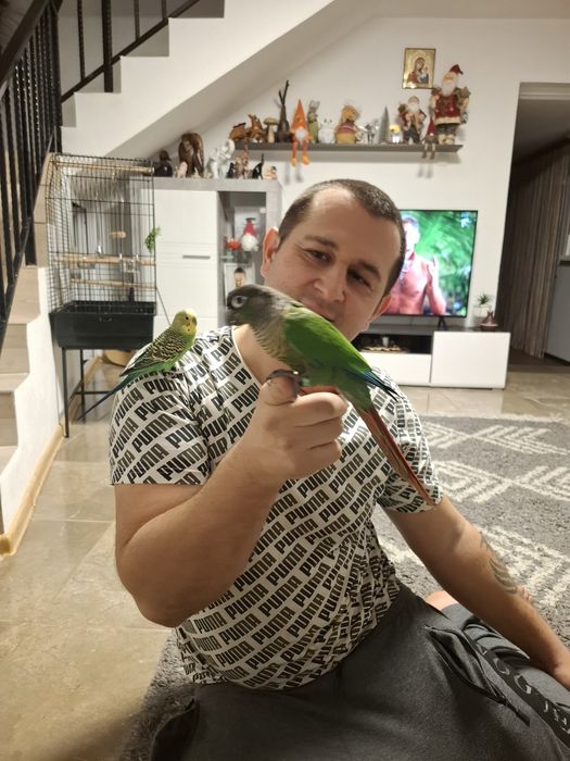 Papagal pyrhurra femela cu inel are 2 ani