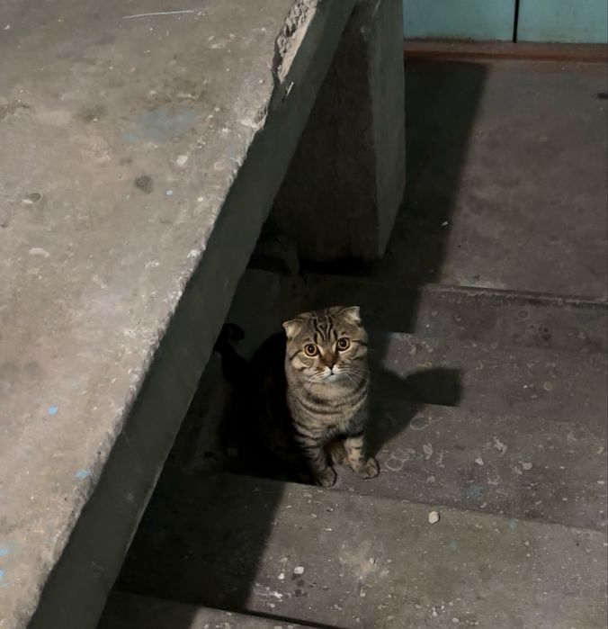 Шотландский вислоухий кот