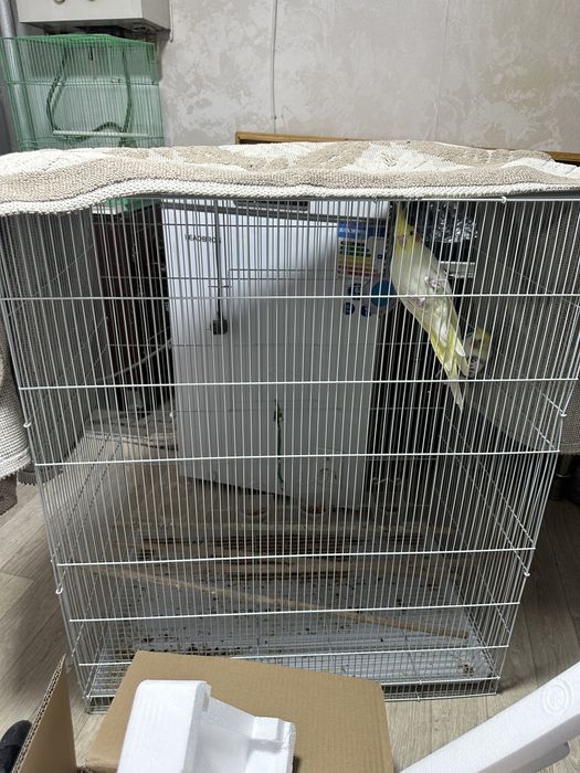Продам двух попугаев Корелла