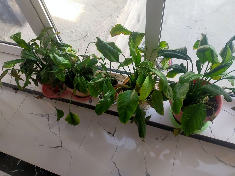 Гүлдер  барлығы 5000 тг сатылады