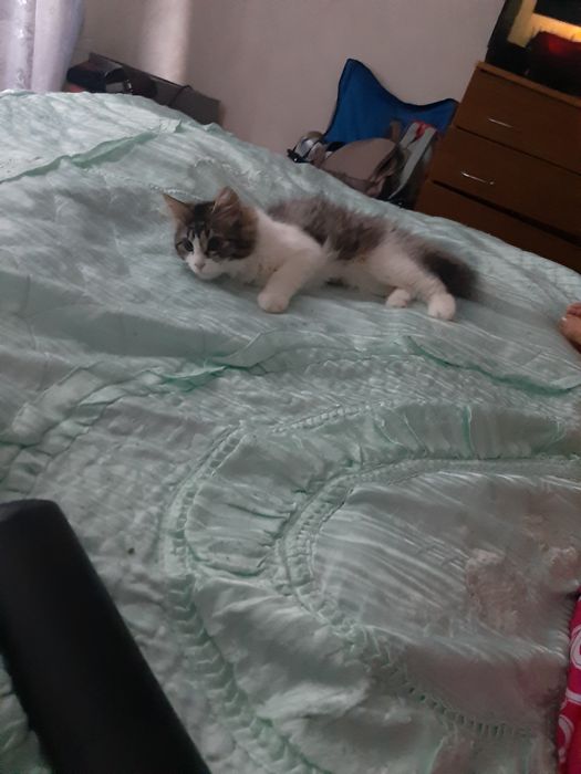 Pet sitter/ Bona ingrijitoare animale de companie.