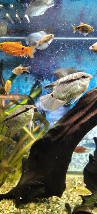 Мезонаута( Фестивум)