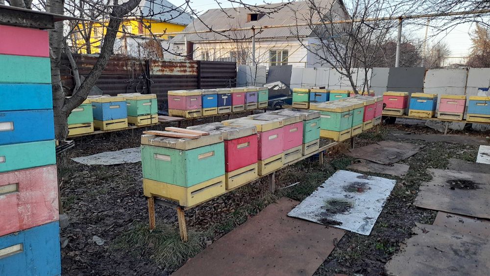 Привезу пчел на опыление садов