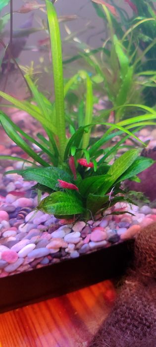 Аквариумные креветки