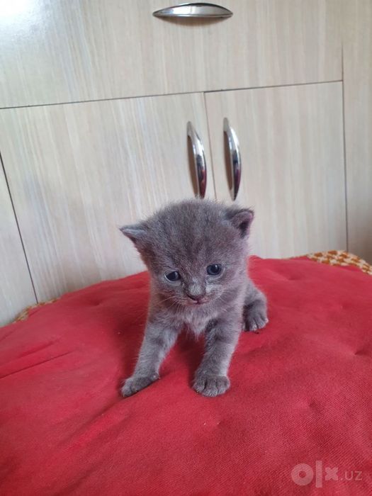 Скотиш страйт