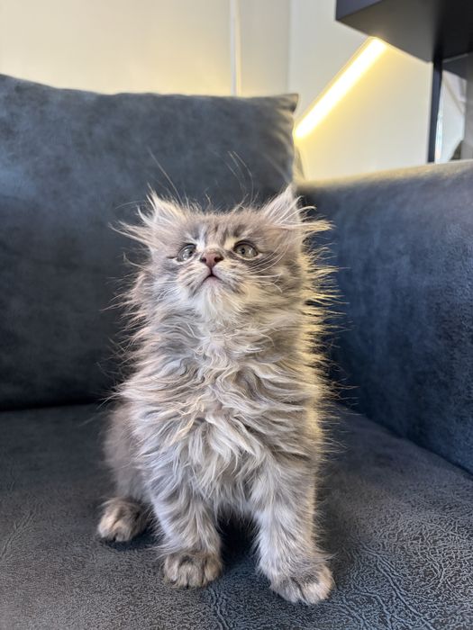 Котенок - 2 месяца