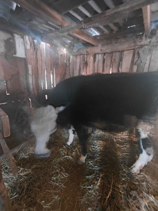 Продам хороший 4 быка