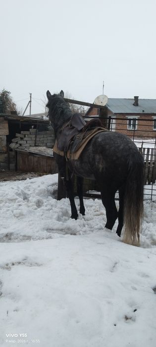 Продам Жеребца иноходец