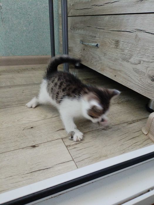 Отдам котёнка в добрые руки