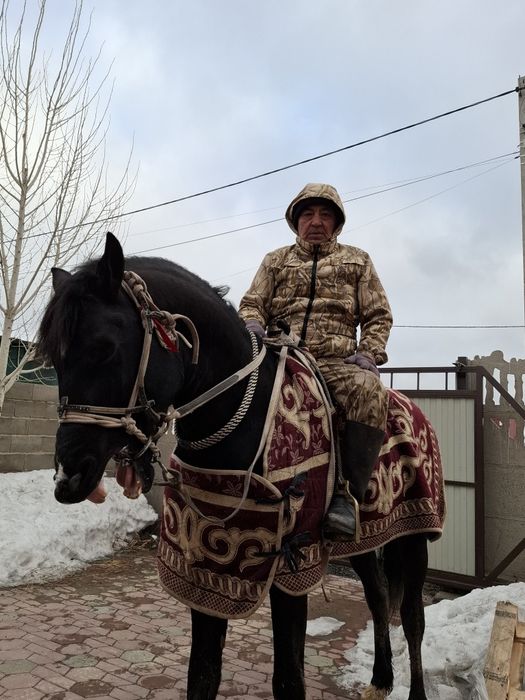 Жылқы Айғыр Кокпар