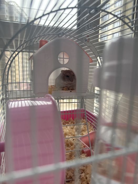 Хамяка продаем Алматы