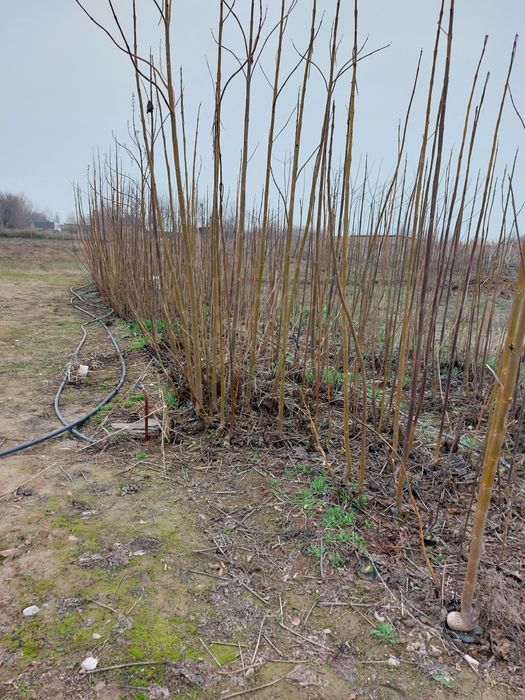 Павловния көшеттері