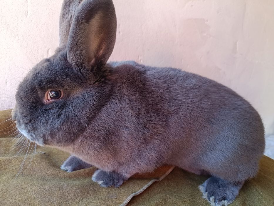 Vienez Albastru  iepuri mascul