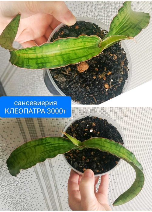 Продам вот такую красоту