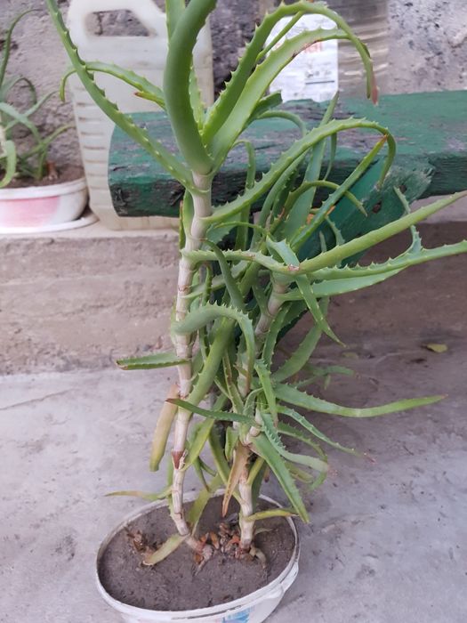 Продам лечебное алоэ древовидное