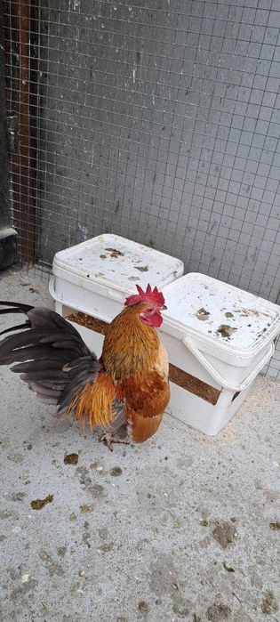 Продавам малай серама.