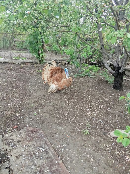 Индюк самец красный бурбон