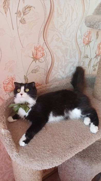 Котёнок в добрые руки!