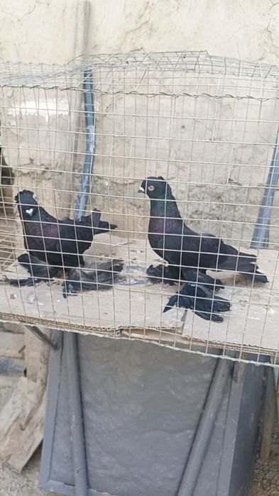Голуби жук чубатые