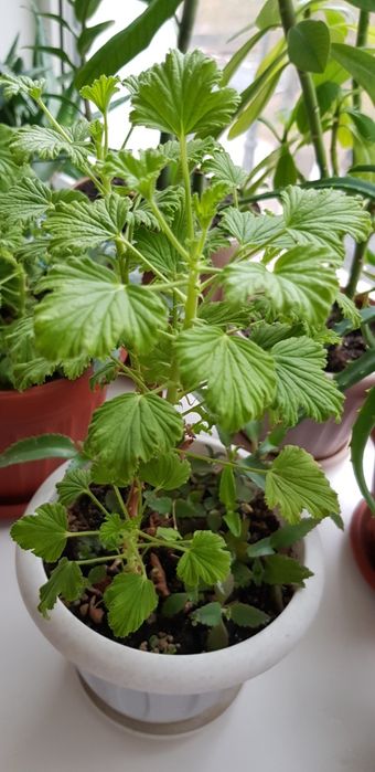 Продам лимонку ,пеларгония душистая.