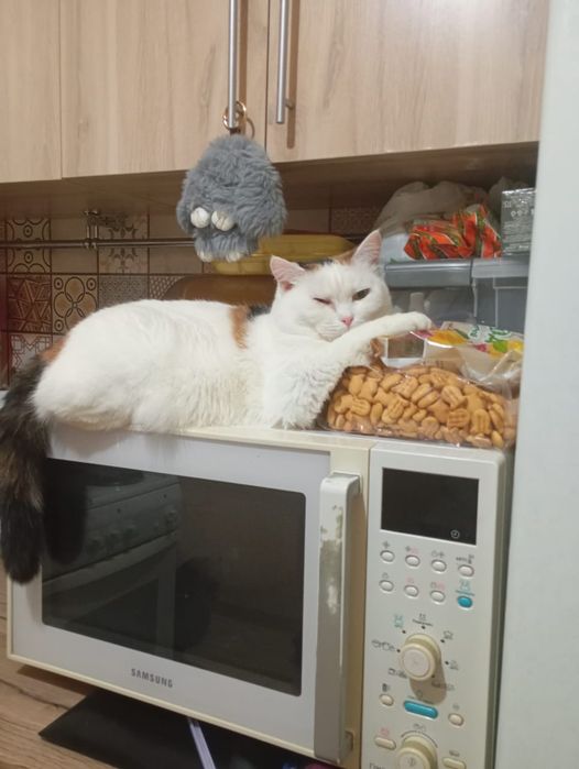 Срочно ищет дом Соня