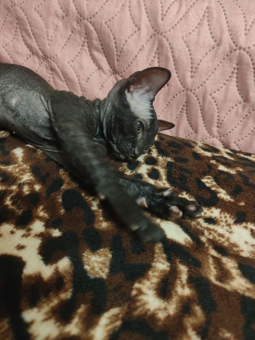 Продам породистых котят сфинксов