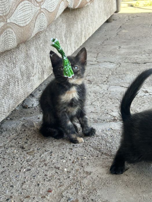 Котята почти 3 месяца мальчик и девочка