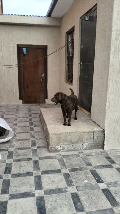 Лабрадор ретривер