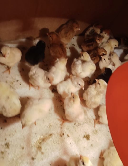 Цеплята домашние цветные