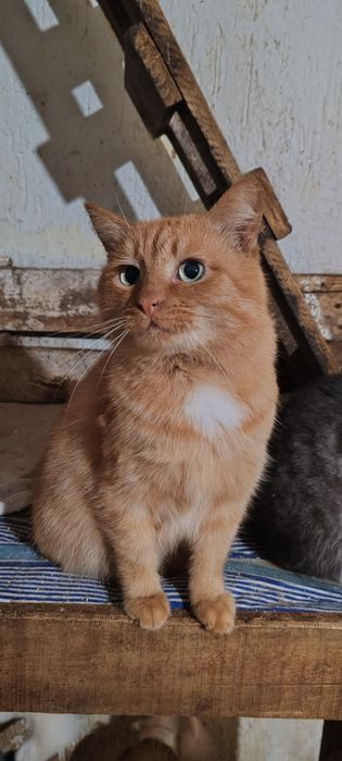 Кот, котик, котенок