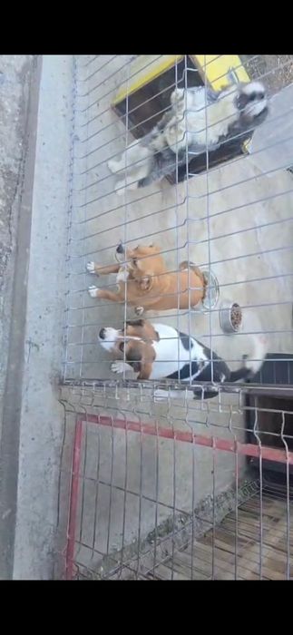 Ofer spre adopție 3 căței 1 fată și 2 băieți