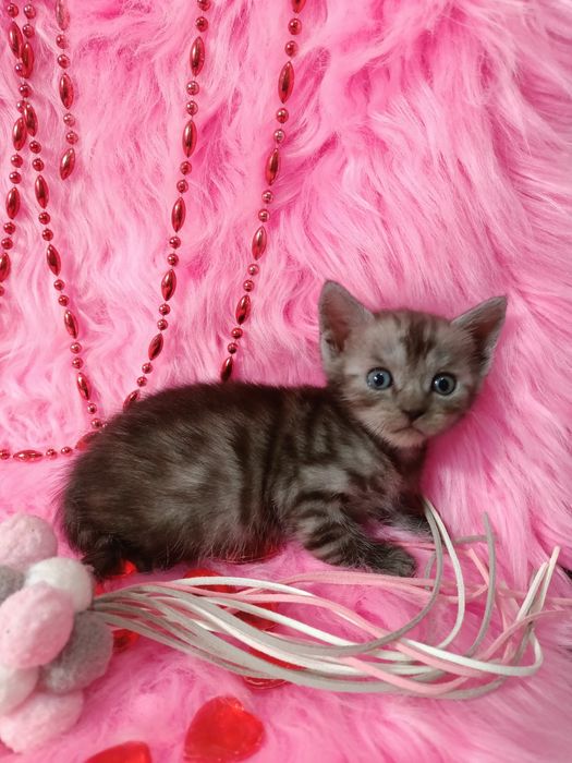 Продам котенка шотландка+бенгал