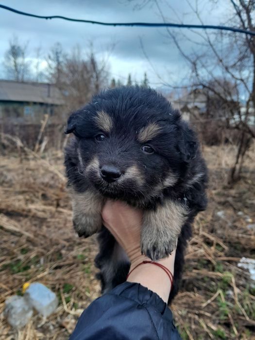 Отдам щенят в хорошие руки