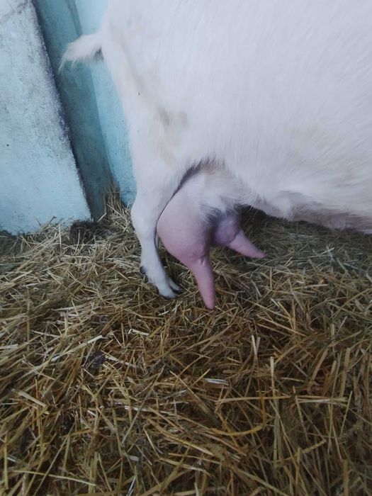 Iezi Sannen de 3 luni de vânzare ! Tel 0746050063