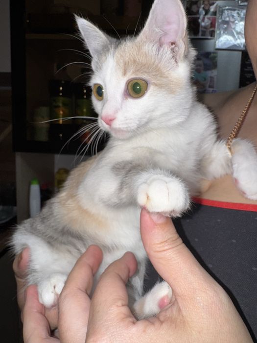 Отдам даром кошку