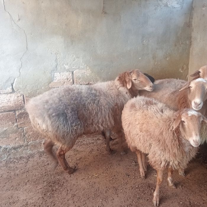 Қошқар сатылады, семіз үйде бағылған