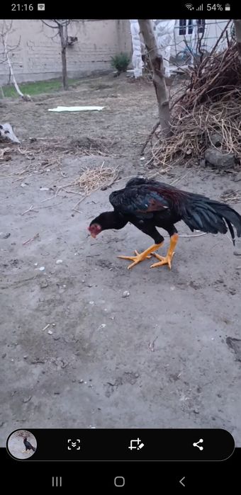 Dakan Juja sotiladi bardovi