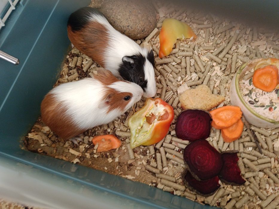 Продаются морские свинки