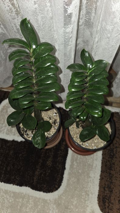 Замиокулькас Зензи