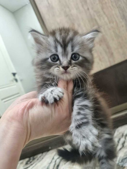 Котенок шотландец 2 месяца