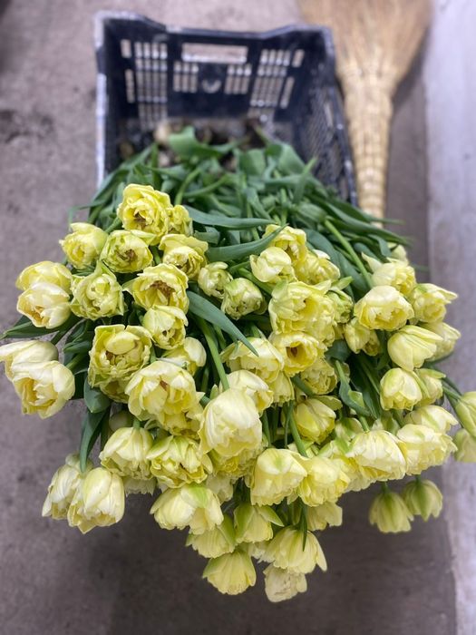 Тюльпаны оптом |8 марта |от 360 тенге