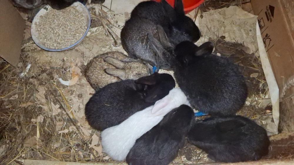 Продаются крольчата

Активные,