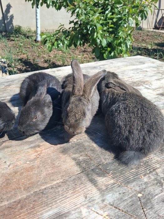 Vând pui de iepuri din rasa belgian