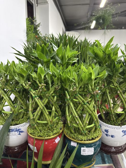 Оригинальный бамбук в керамике