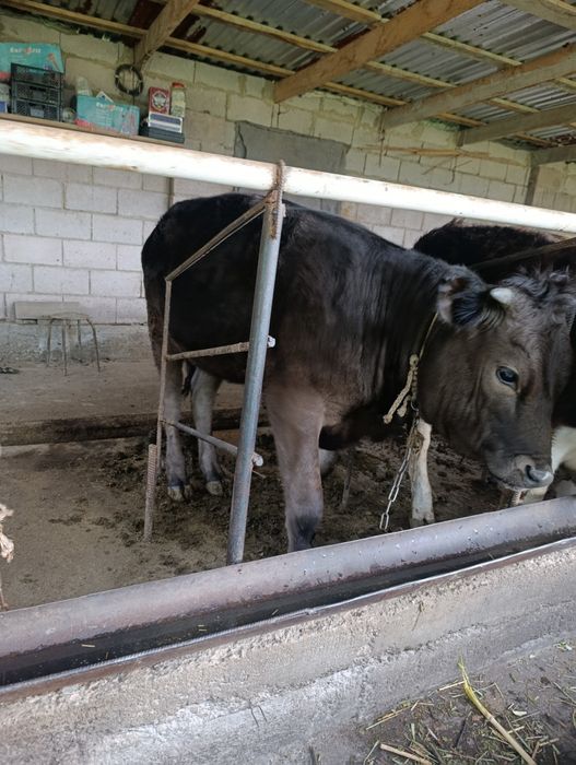 Продаю тёлку      .