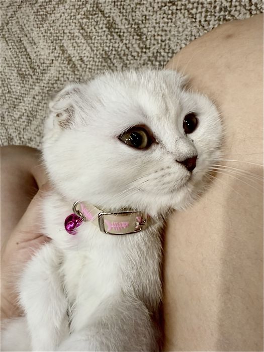 Шотладская вислаухо